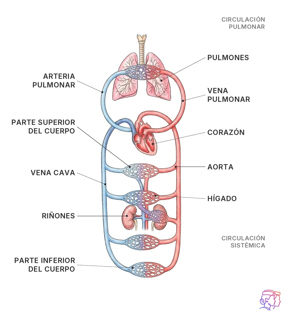 Sistema circulatorio